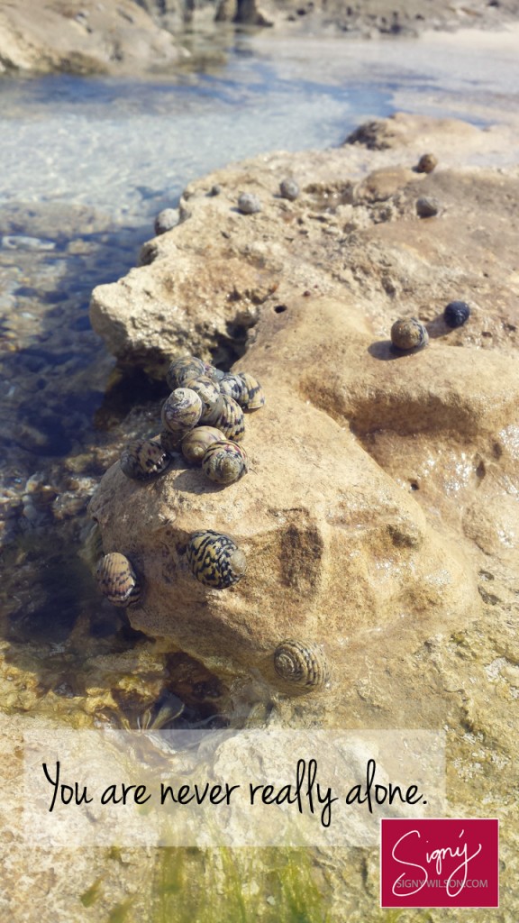 4-Snails-Alone